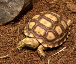 baby-tortoise.jpg