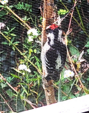 woodpecker
