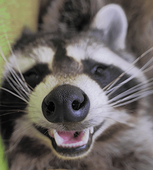 Raccoon Face