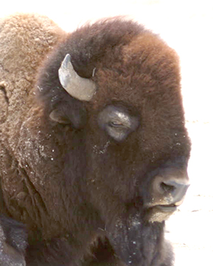 Bison